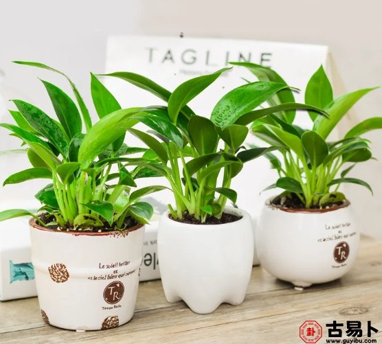 五行缺木？你的生活像没有生命的荒地？这篇文章告诉你如何用最简单的方法填补五行的空缺，让你从此重获新生！